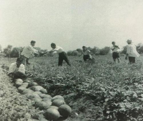 遵义市吃瓜群众事件始末,一场网络舆论的风波与反思