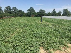 峡谷吃瓜群众跳过怎么办,轻松应对精彩瞬间