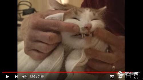 网络语言吃瓜群众是意思,网络时代的围观力量