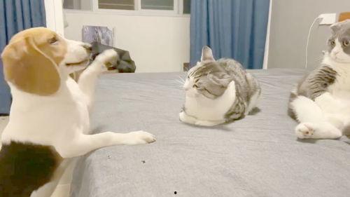 吃瓜群众好抢眼,揭秘网络热议背后的焦点人物