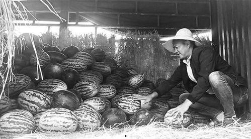 姜堰吃瓜群众事件视频曝光,视频曝光揭示惊人真相