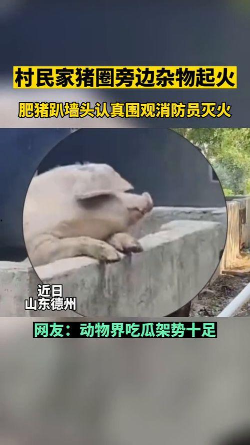 一群吃瓜群众小动物视频,动物界“娱乐圈”风云录