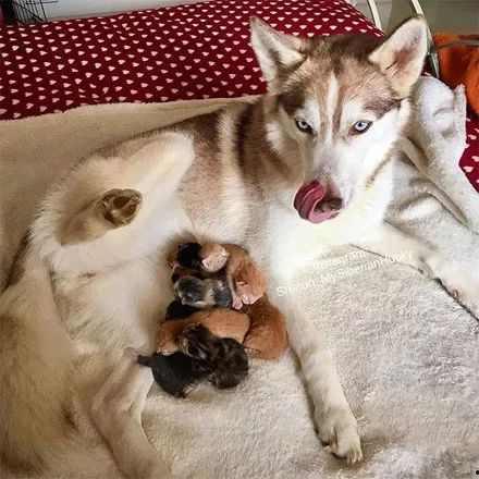 小猫咪吃瓜群众,揭秘萌宠界的八卦风云