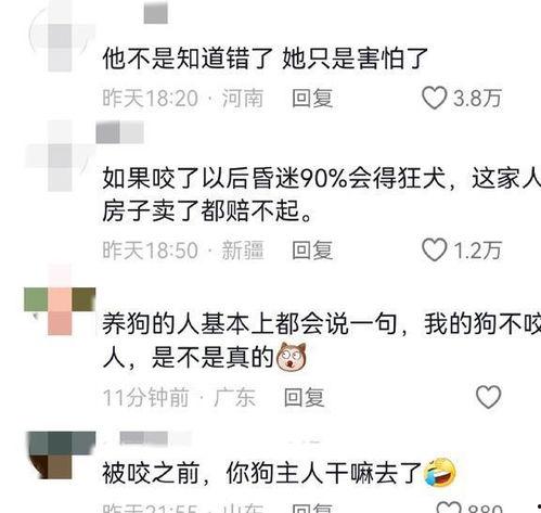 狗主人当吃瓜群众怎么办,如何化身吃瓜群众，围观宠物圈风云