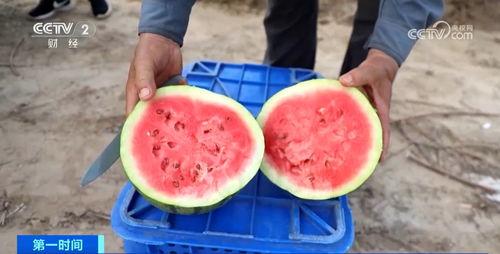 吃瓜群众适合卖什么产品,揭秘热门瓜货精选